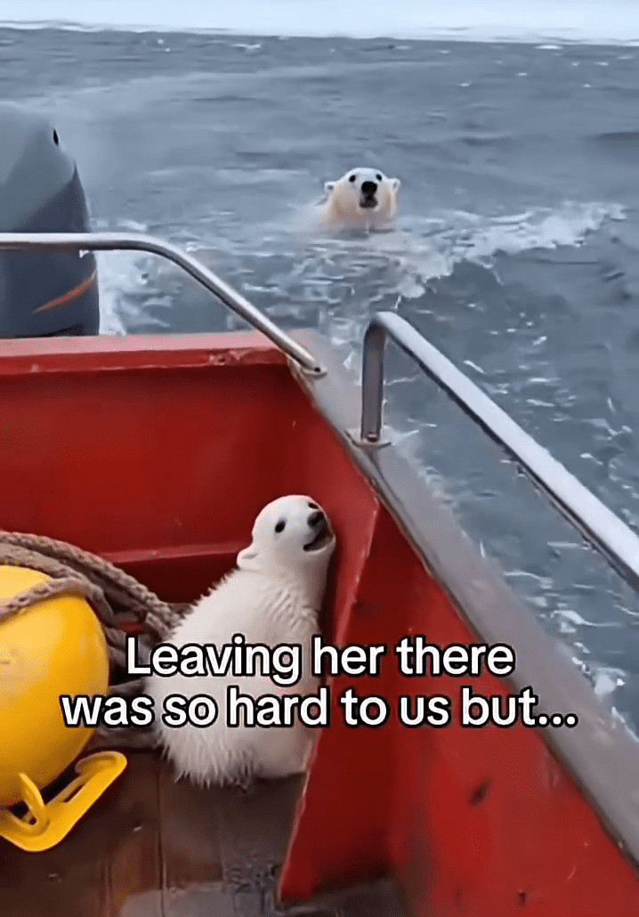 polar bear ice