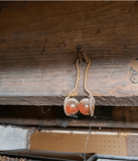 weirdobjectfound